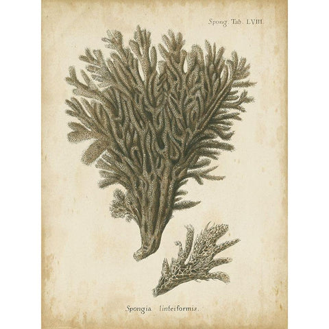 Small Esper Antique Coral III Black Modern Wood Framed Art Print by Esper, Johann