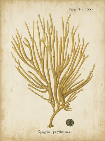 Small Esper Antique Coral IV Black Ornate Wood Framed Art Print with Double Matting by Esper, Johann