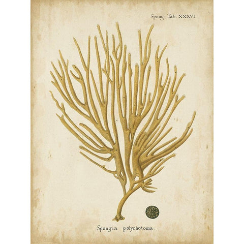 Small Esper Antique Coral IV Black Modern Wood Framed Art Print by Esper, Johann