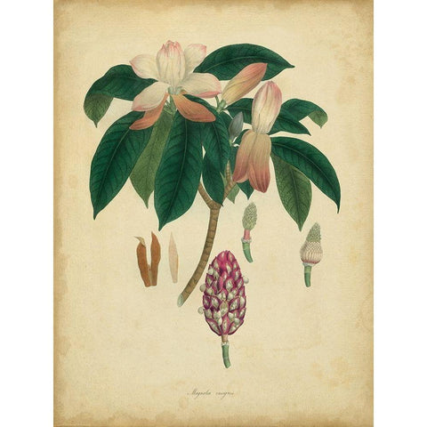 Custom Engelmann Botanical I (GC) Black Modern Wood Framed Art Print with Double Matting by Engelmann