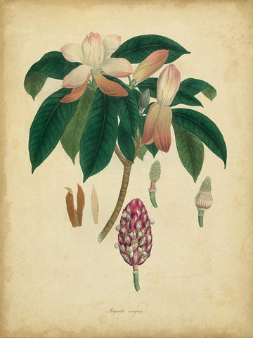 Custom Engelmann Botanical I (GC) Black Ornate Wood Framed Art Print with Double Matting by Engelmann