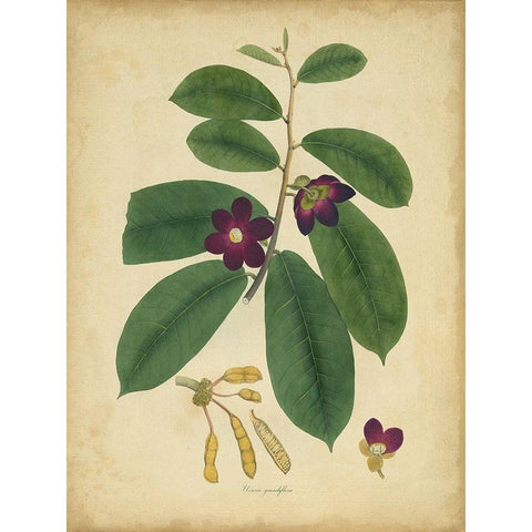 Custom Engelmann Botanical IV (GC) Black Modern Wood Framed Art Print with Double Matting by Engelmann