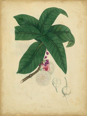 Custom Engelmann Botanical V (GC) Black Ornate Wood Framed Art Print with Double Matting by Engelmann