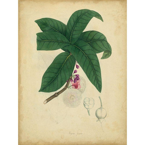 Custom Engelmann Botanical V (GC) White Modern Wood Framed Art Print by Engelmann