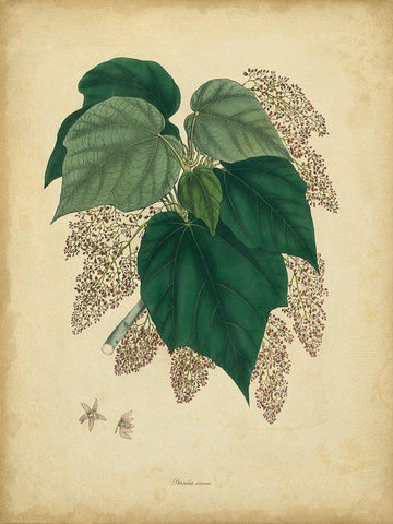 Custom Engelmann Botanical VII (GC) White Modern Wood Framed Art Print with Double Matting by Engelmann