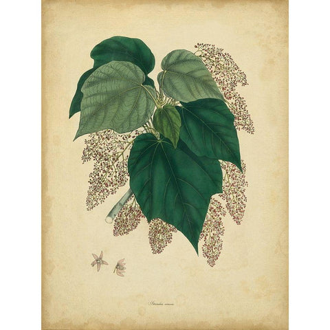 Custom Engelmann Botanical VII (GC) Gold Ornate Wood Framed Art Print with Double Matting by Engelmann