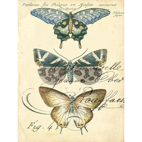 Custom Butterfly Ephemera IV (GC) Gold Ornate Wood Framed Art Print with Double Matting by Zarris, Chariklia