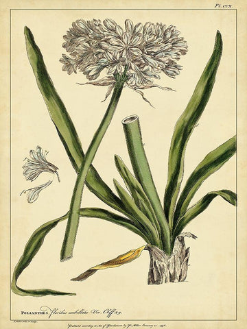 Custom Polianthes Pl. CCX (GC) Black Ornate Wood Framed Art Print with Double Matting by Miller, Phillip