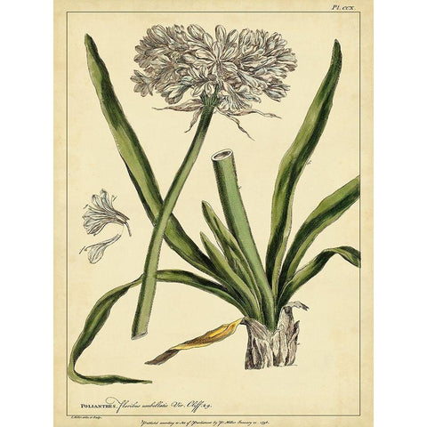 Custom Polianthes Pl. CCX (GC) Black Modern Wood Framed Art Print by Miller, Phillip
