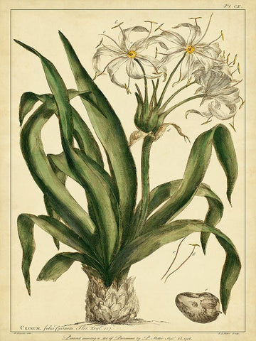 Custom Crinum Pl. CX (GC) White Modern Wood Framed Art Print with Double Matting by Miller, Phillip