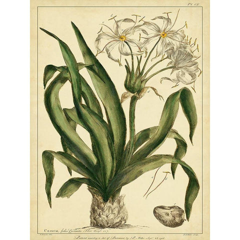 Custom Crinum Pl. CX (GC) Black Modern Wood Framed Art Print with Double Matting by Miller, Phillip