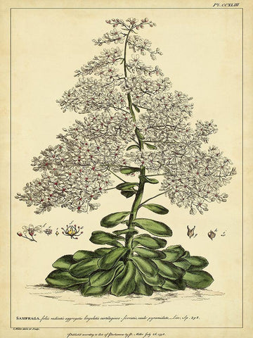 Custom Saxifraga Pl. CCXLIII (GC) Black Ornate Wood Framed Art Print with Double Matting by Miller, Phillip