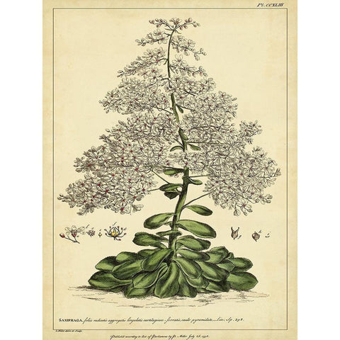 Custom Saxifraga Pl. CCXLIII (GC) White Modern Wood Framed Art Print by Miller, Phillip