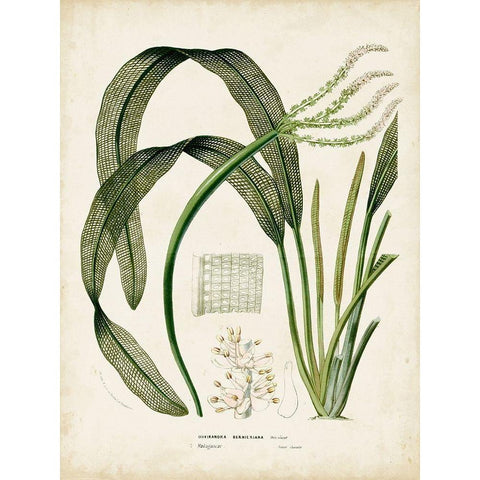Small Tropical Grass I Gold Ornate Wood Framed Art Print with Double Matting by Vision Studio