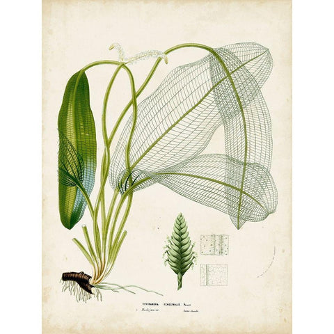 Small Tropical Grass II White Modern Wood Framed Art Print by Vision Studio