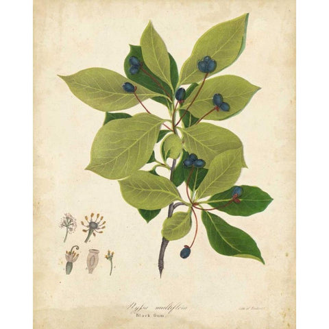Black Gum Tree Foliage White Modern Wood Framed Art Print by Torrey, John