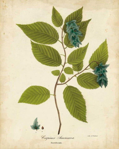 Hornbeam Tree Foliage Black Ornate Wood Framed Art Print with Double Matting by Torrey, John
