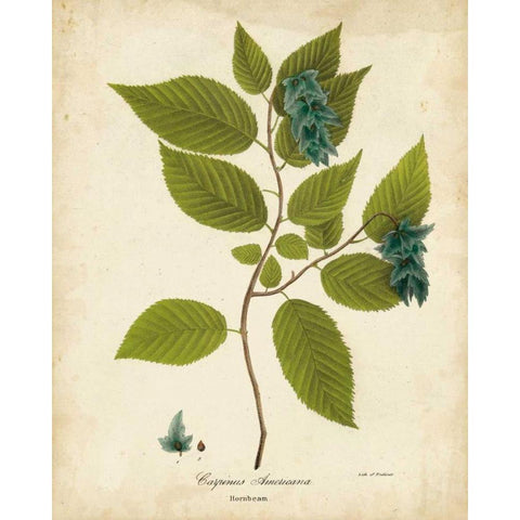 Hornbeam Tree Foliage Gold Ornate Wood Framed Art Print with Double Matting by Torrey, John