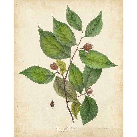 Beech Tree Foliage Black Modern Wood Framed Art Print by Torrey, John