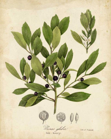 Ink-berry Tree Foliage Black Ornate Wood Framed Art Print with Double Matting by Torrey, John