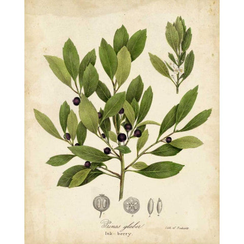 Ink-berry Tree Foliage Black Modern Wood Framed Art Print with Double Matting by Torrey, John
