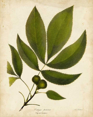 Pig-nut Hickory Tree Folige White Modern Wood Framed Art Print with Double Matting by Torrey, John