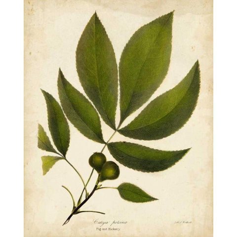 Pig-nut Hickory Tree Folige Gold Ornate Wood Framed Art Print with Double Matting by Torrey, John