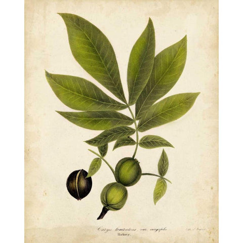 Hickory Tree Foliage Black Modern Wood Framed Art Print with Double Matting by Torrey, John