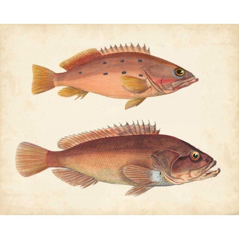 Antique Fish Species I Gold Ornate Wood Framed Art Print with Double Matting by Unknown