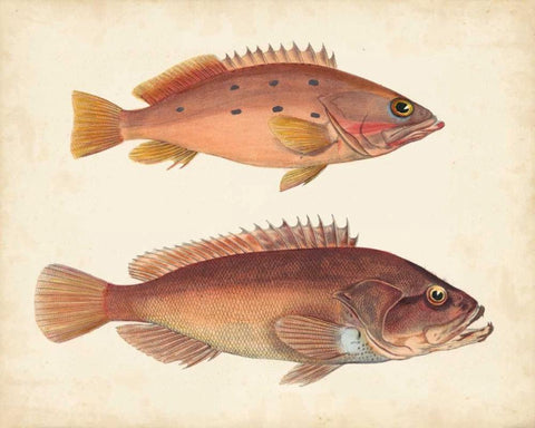 Antique Fish Species I Black Ornate Wood Framed Art Print with Double Matting by Unknown