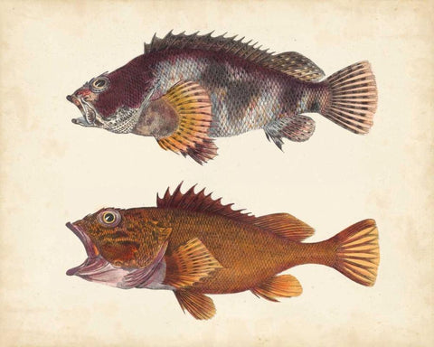 Antique Fish Species II White Modern Wood Framed Art Print with Double Matting by Unknown