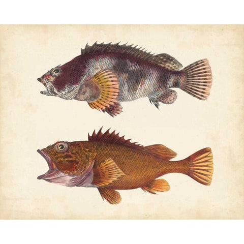 Antique Fish Species II Black Modern Wood Framed Art Print with Double Matting by Unknown