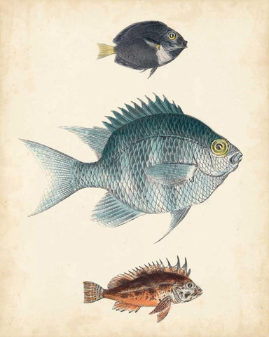 Antique Fish Species III White Modern Wood Framed Art Print with Double Matting by Unknown