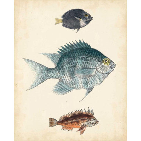 Antique Fish Species III Black Modern Wood Framed Art Print with Double Matting by Unknown