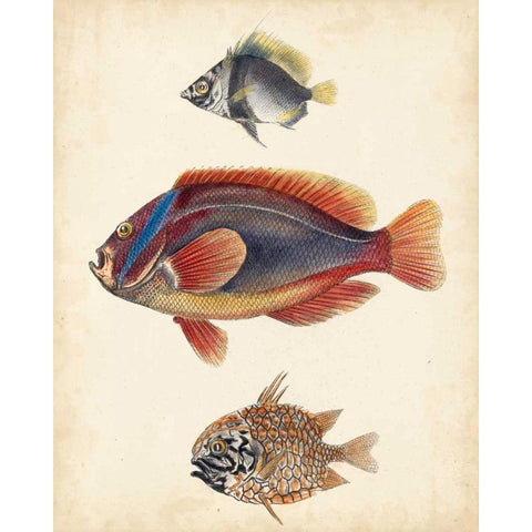 Antique Fish Species IV White Modern Wood Framed Art Print by Unknown