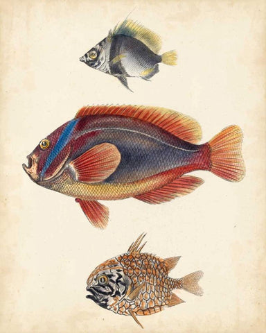 Antique Fish Species IV White Modern Wood Framed Art Print with Double Matting by Unknown