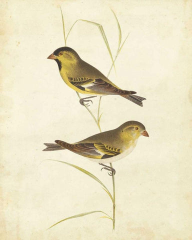 Goldfinch White Modern Wood Framed Art Print with Double Matting by Cassin