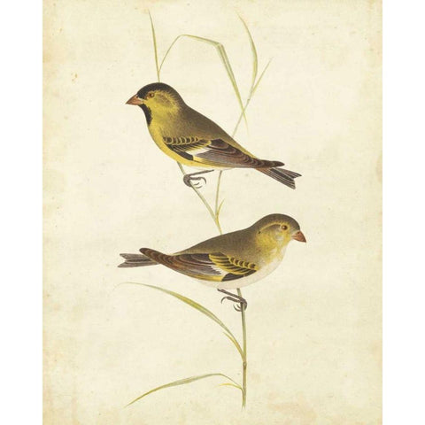 Goldfinch Black Modern Wood Framed Art Print with Double Matting by Cassin