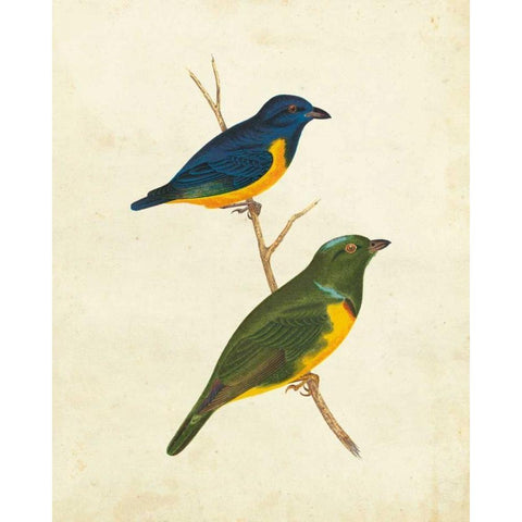 Peruvian Tanager I Gold Ornate Wood Framed Art Print with Double Matting by Cassin