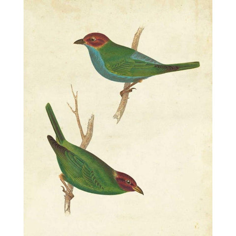 Peruvian Tanager II Gold Ornate Wood Framed Art Print with Double Matting by Cassin