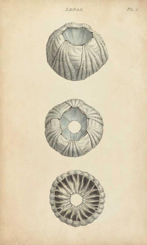 Cylindrical Shells I Black Ornate Wood Framed Art Print with Double Matting by Wood