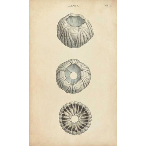 Cylindrical Shells I Black Modern Wood Framed Art Print by Wood