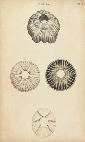Cylindrical Shells II Black Ornate Wood Framed Art Print with Double Matting by Wood