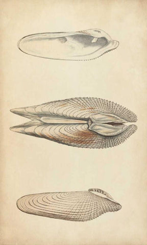 Marine Mollusk I Black Ornate Wood Framed Art Print with Double Matting by Wood