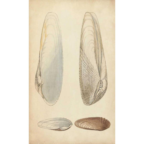 Marine Mollusk II White Modern Wood Framed Art Print by Wood