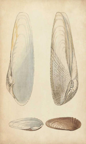 Marine Mollusk II White Modern Wood Framed Art Print with Double Matting by Wood