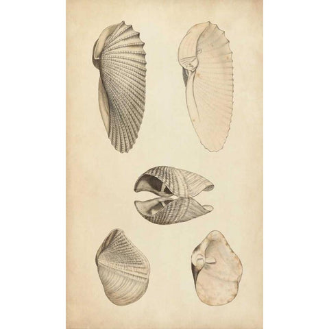 Marine Mollusk III Gold Ornate Wood Framed Art Print with Double Matting by Wood