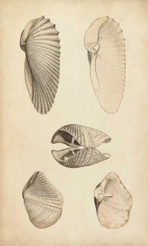 Marine Mollusk III Black Ornate Wood Framed Art Print with Double Matting by Wood