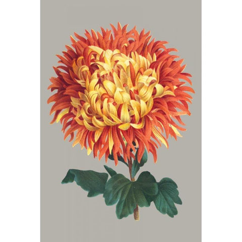 Chrysanthemum on Gray I White Modern Wood Framed Art Print by Vision Studio