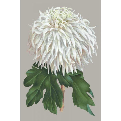 Chrysanthemum on Gray II White Modern Wood Framed Art Print by Vision Studio